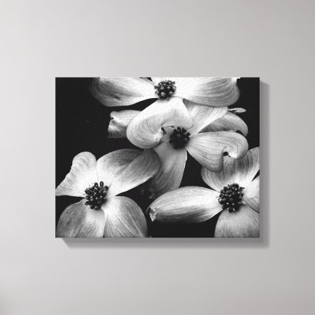 Black And White Dogwood Flower Canvas
