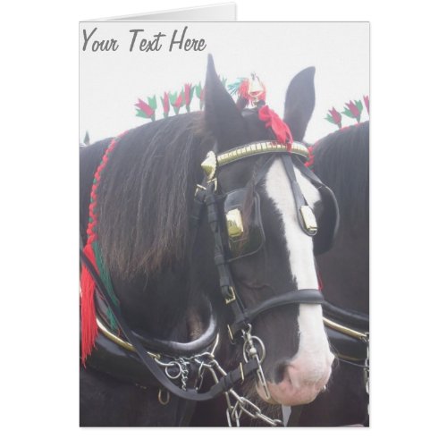 Black and white dray horse in colorful tack photo