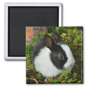 Black and White Dutch Dwarf Mini Bunny Rabbit Magnet