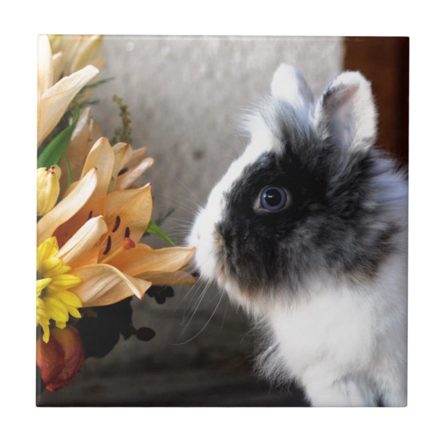 Black and white dwarf rabbit ceramic tile (Front)