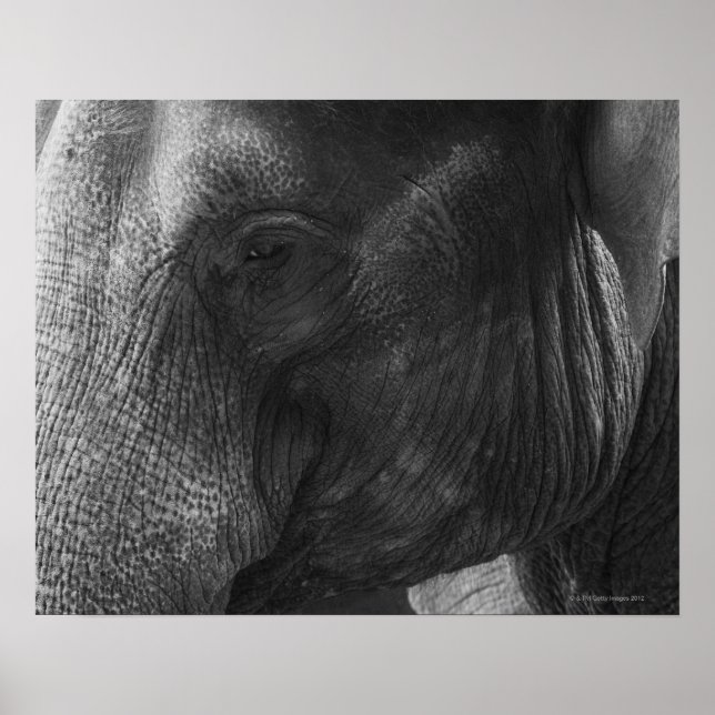 Black and White Elephant portrait Poster (Front)
