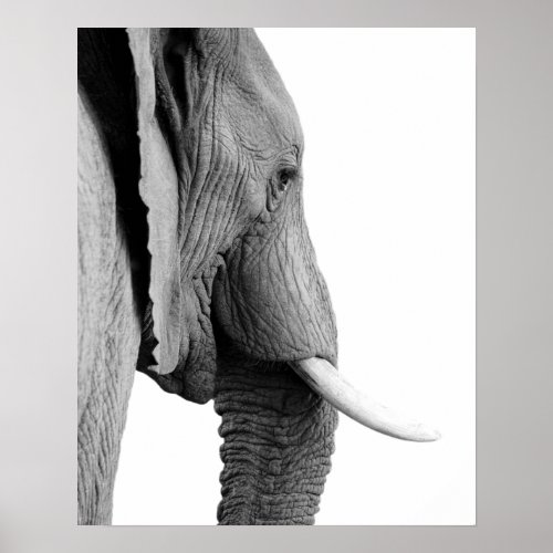 Black and white elephant wild african animal photo poster