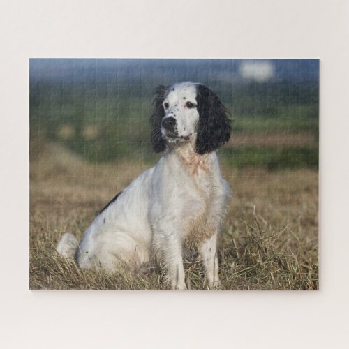 Black and White English Springer Spaniel Dog Jigsaw Puzzle