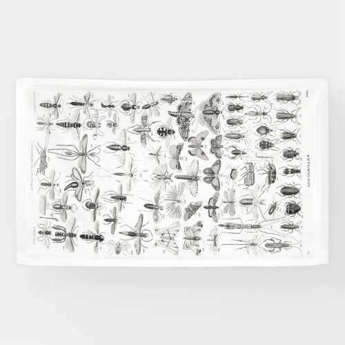 Black and White Entomology Insects Bugs Banner