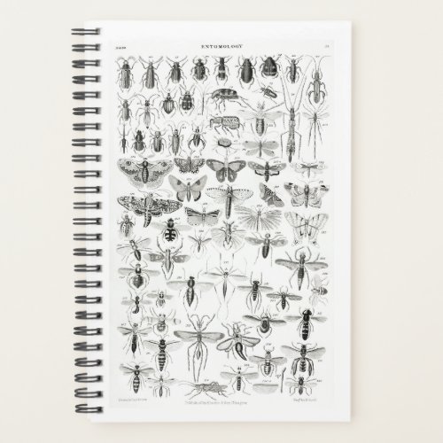 Black and White Entomology Insects Bugs Planner