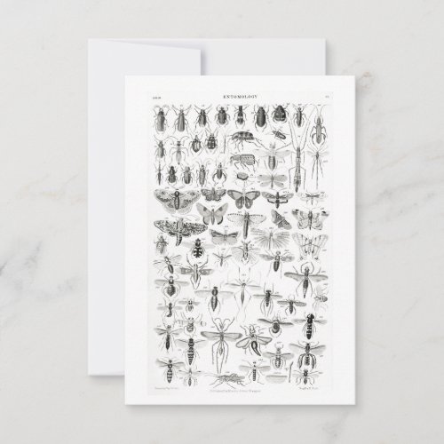 Black and White Entomology Insects Bugs RSVP Card