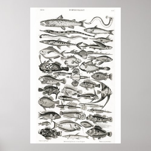 Black and White fish ocean ichthyologist Poster