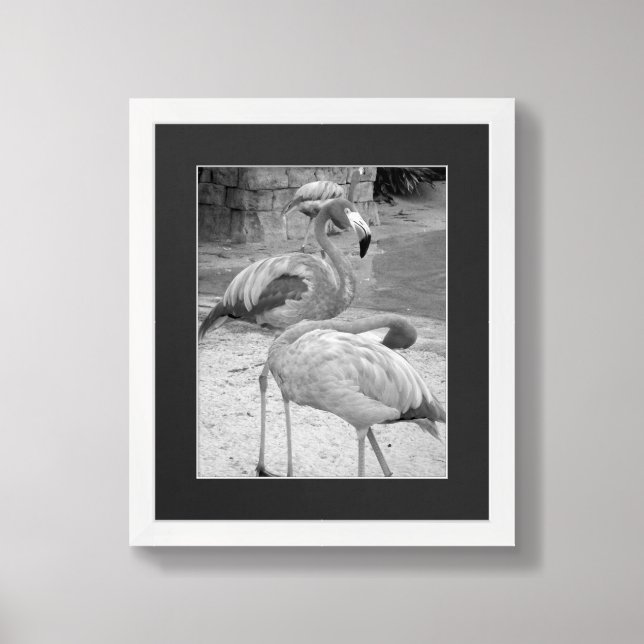 Black And White Flamingos Photograph Framed Art (Framed Front)