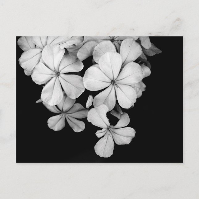 Black and white florals postcard (Front)