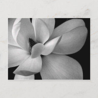 black-and-white-flower-7256-hd-wallpapers.jpg postcard