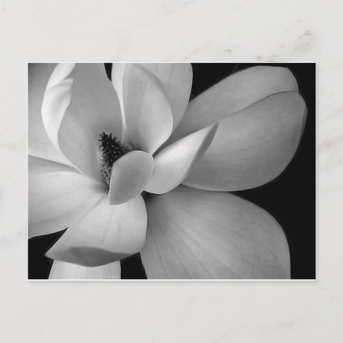 black-and-white-flower-7256-hd-wallpapers.jpg postcard | Zazzle.com