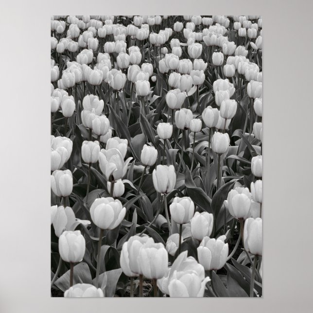 Black and White Flower Field Poster (Front)