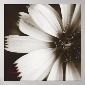 Black and White Flower Macrophotography Poster