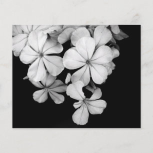 Black and White Flower Photography