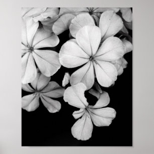 Black and White Flower Photography Poster