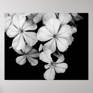 Black and White Flower Photography Poster