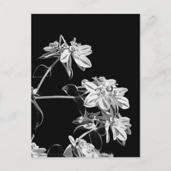 Black And White Flower Postcard by Angel86 at Zazzle