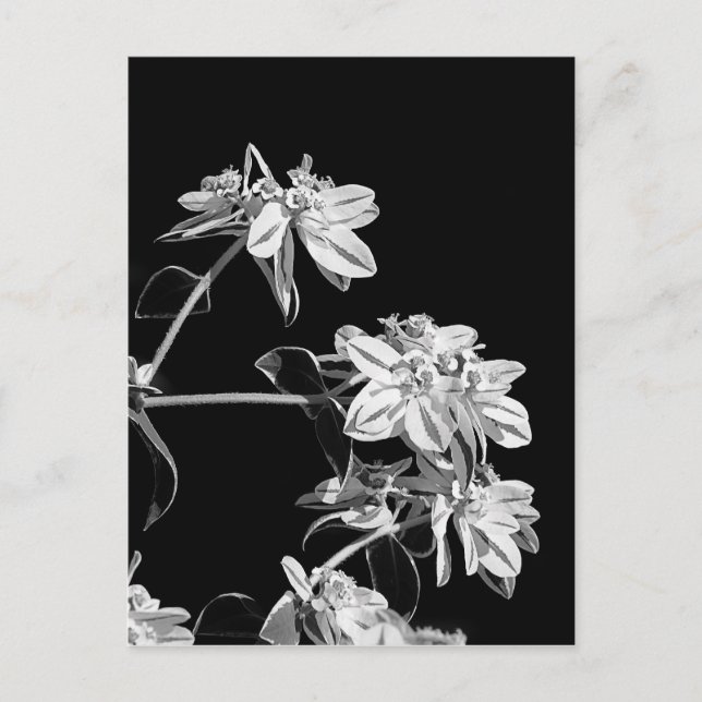 Black and white flower postcard (Front)
