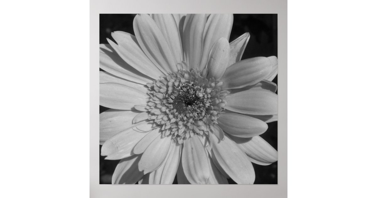 Black and White Flower Poster