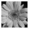 Black and White Flower Poster