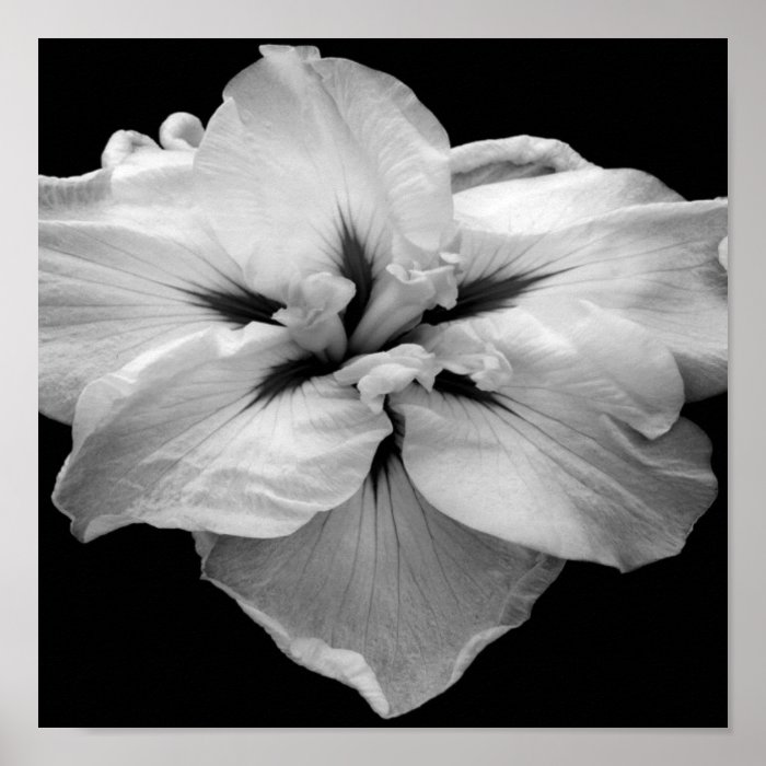Black and White Flower print | Zazzle