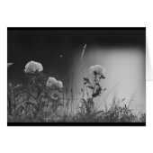 Black and white flowers (Front Horizontal)