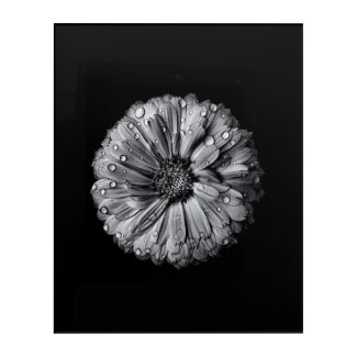 Black And White Flowers 10 Acrylic Print