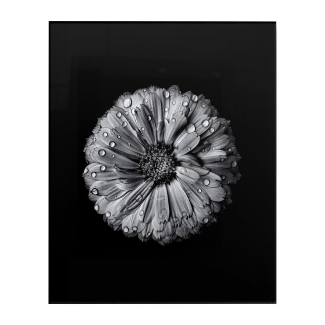 Black And White Flowers 10 Acrylic Print (Front)
