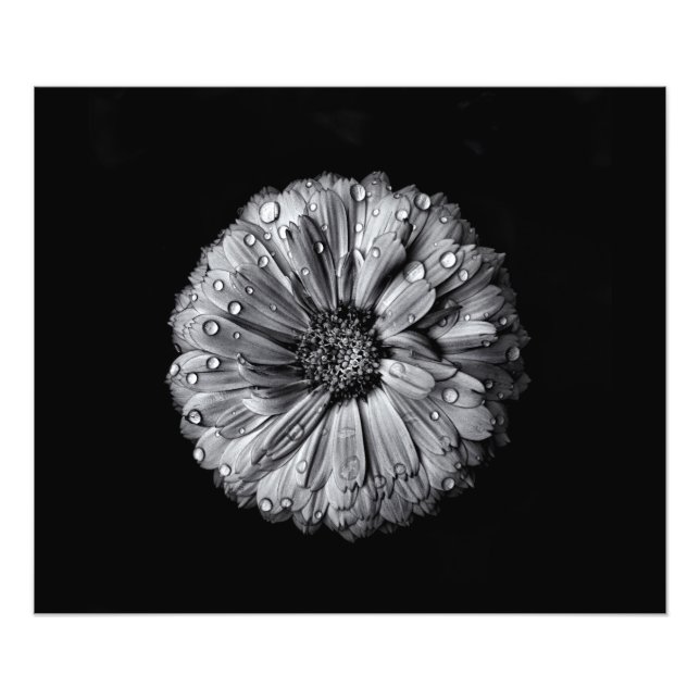 Black And White Flowers 10 Photo Print (Front)