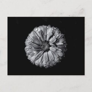 Black And White Flowers 10 Postcard