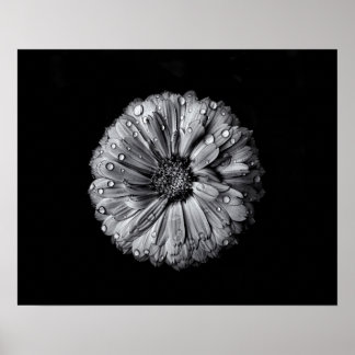 Black And White Flowers 10 Poster