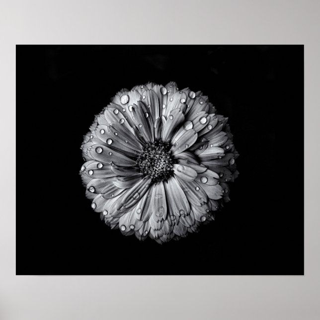 Black And White Flowers 10 Poster (Front)