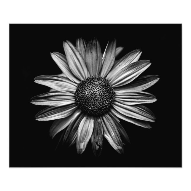 Black And White Flowers 18 Photo Print (Front)