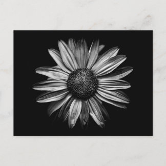 Black And White Flowers 18 Postcard