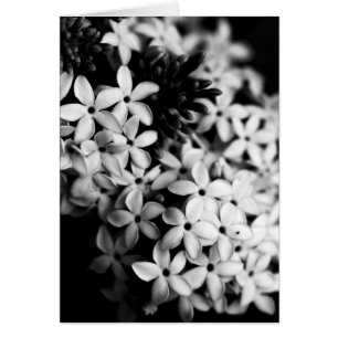 black and white flowers cards