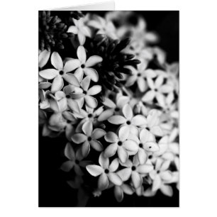 black and white flowers cards