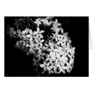 black and white flowers cards