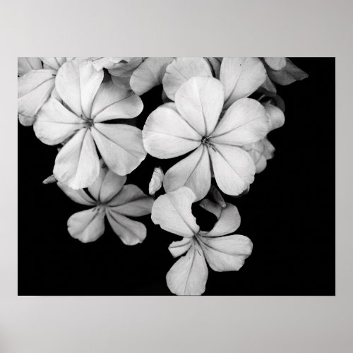 Black and white flowers close_up poster