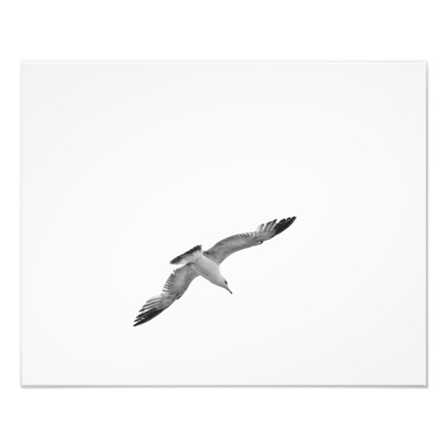 Black and White Flying Seagull 2 Photo (Front)
