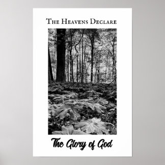 Black and White Forest Glory of God Poster