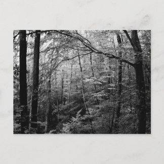 Black and White Forest Postcard