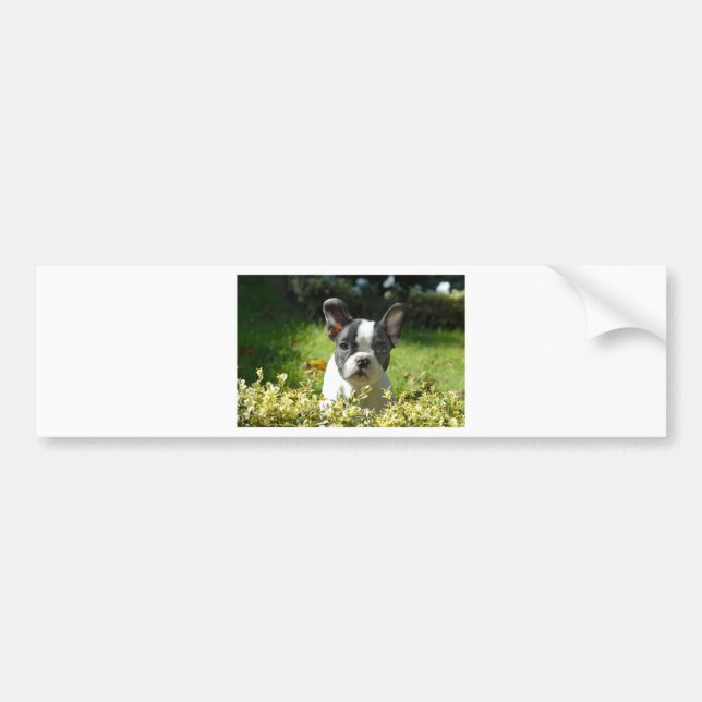 Black and White French Bull Dog Puppy Bumper Sticker (Front)