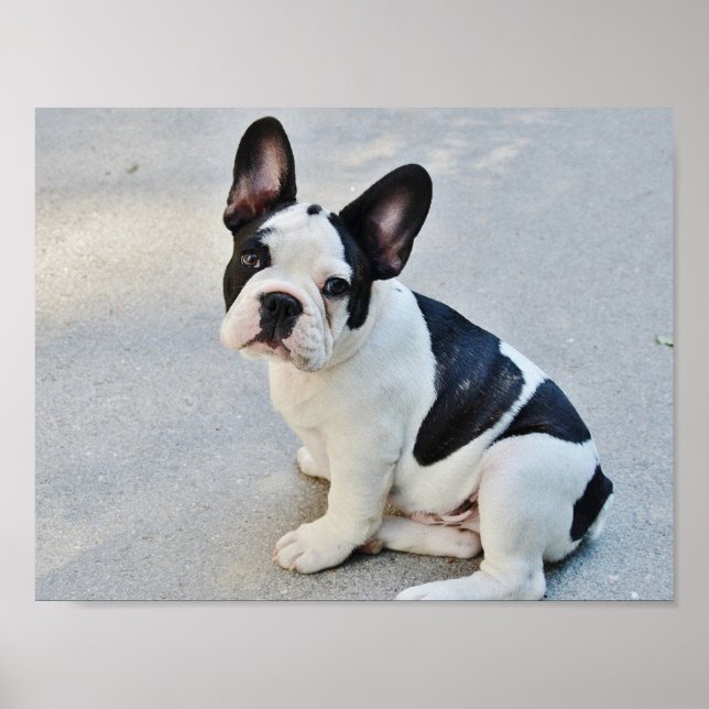 Black and White French Bulldog Poster (Front)