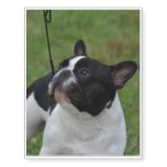 Black and White French Bulldog Temporary Tattoos