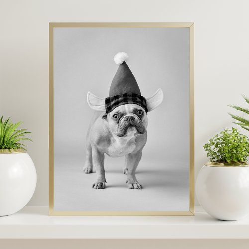 Black and White Funny Dog Animal Photo Poster