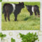 Black And White Galloway Calves,