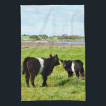 Black And White Galloway Calves, Kitchen Towel<br><div class="desc">Pictured in the countryside are two young Galloway cows</div>