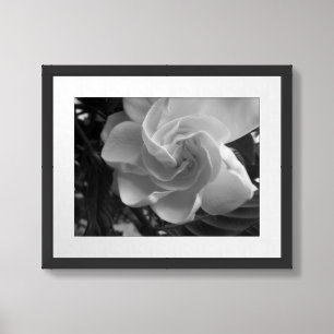 Black And White Gardenia Photograph Framed Art