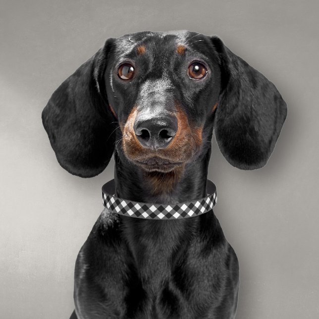 Black and White Gingham Check Dog Collar (black and white gingham check collar on dachshund)
