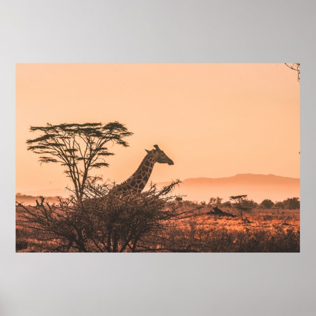 BLACK AND WHITE GIRAFFE ON BROWN GRASS FIELD POSTER (Front)